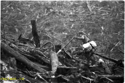 treeplanter-in-heavy-slash-24